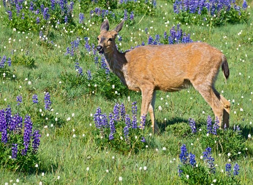 BlackTailDeerInLupine.jpg