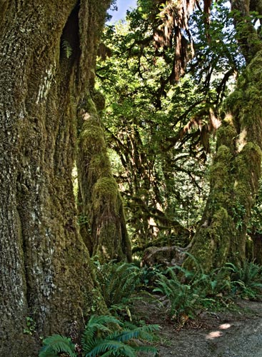 Rainforest14.jpg