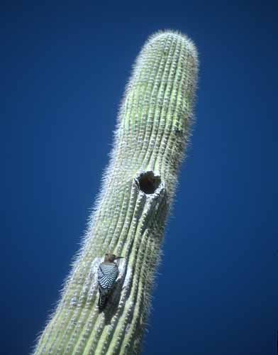 GilaWoodpecker