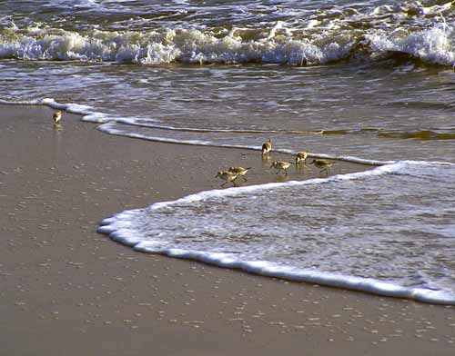 Sanderlings