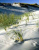 DuneGrass