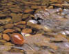 StreamBed