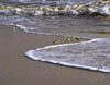 Sanderlings